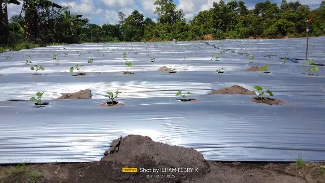 Salah satu pemuda Desa arung Dalam Utomo Manggala atau sering di sapa bung Tomo lebih memilih menanam melon di area tanah nya seluas 5000m2 di Desa Arung Dalam.