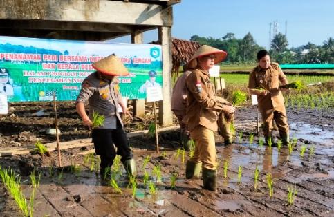 Bupati Bateng Lakukan Penanaman Padi dan Bagikan Beras di Desa Namang