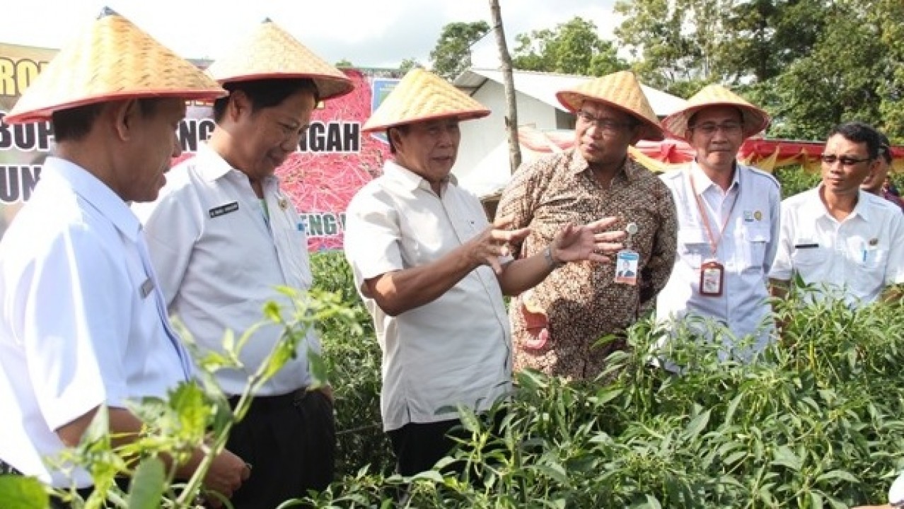 Bupati Bangka Tengah (Bateng), Ibnu Saleh ikut panen cabe merah oleh Kelompok Tani (Poktan) Citra Trubus, di Dusun Nadi Desa Perlang, Kecamatan Lubuk Besar Kabupaten Bateng, Rabu (23/01/2019).