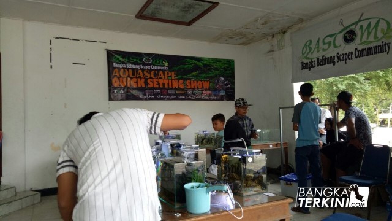 Betta Competition Indonesia League Round 2 sudah bergulir sejak tanggal 6 sampai 8 Juli 2018 berpusat di gedung Panti Wangka Kota Pangkalpinang