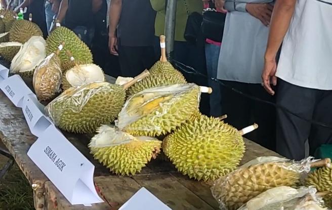 Kontes Durian Air Mesu Dimulai, Yancok Hingga 3B Ikuti Kontes Ini