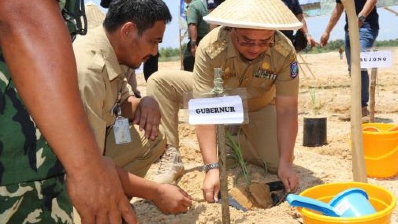 Gubernur Babel Erzaldi Menanam Tanaman Sorgum Perdana di Lahan Eks Tambang Parit Enam, Pangkalpinang, Selasa (05/03/2019).