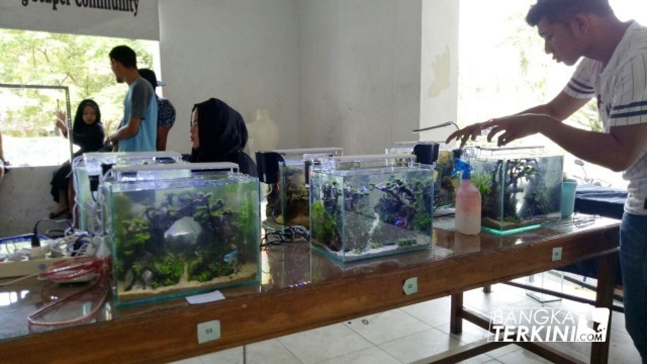 Betta Competition Indonesia League Round 2 sudah bergulir sejak tanggal 6 sampai 8 Juli 2018 berpusat di gedung panti wangka Kota Pangkalpinang.