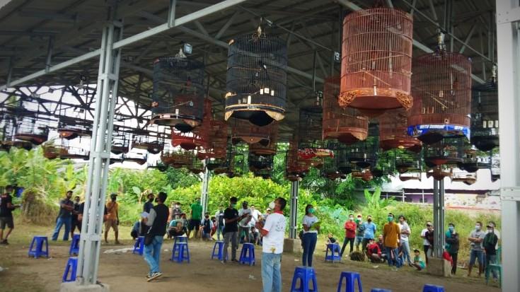 Fatama Bird Shop Cup I ramai diikuti sebanyak 664 peserta dari para kicau mania Bangka Belitung dalam kontes dan pameran burung berkicau, Minggu (01/11/2020).