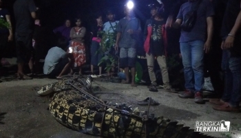 Berita Bangka - Pangkalpinang - Bangka Terkini - Buaya yang,