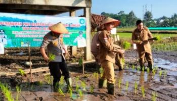 Bupati Bateng Lakukan Penanaman Padi dan Bagikan Beras di Desa,