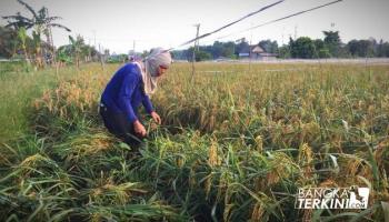BANGKA TERKINI - BANGKA TENGAH - Petani padi Desa Namang,