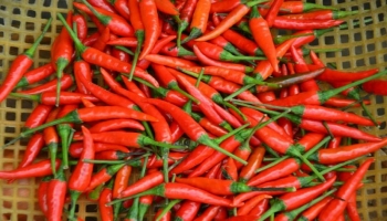harga cabe rawit merah di pasar pagi kampung melayu dan,