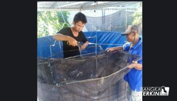 Penulis: Ilham, Bangka Tengah - Harga Pakan / Pelet Tinggi,,
