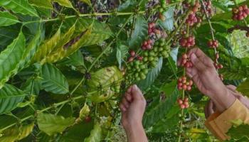 BANGKA BELITUNG TERKINI - Ikut Panen Kopi, Staf Khusus Gubernur,