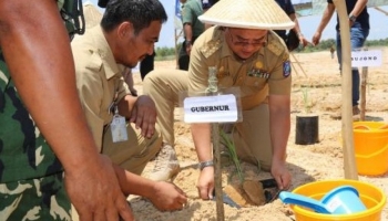 Berita Bangka - Pangkalpinang - Bangka Terkini -  Tanaman Sorgum,