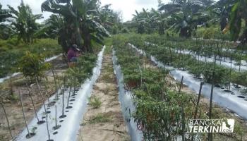 BANGKA TERKINI - BANGKA TENGAH - Petani Cabai Keluhkan Serangan,
