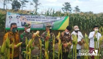 PENULIS ILHAM FEBRY, BANGKA TENGAH - BANGKA TERKINI - Poktan,