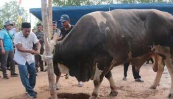 ‎BANGKA TENGAH, BANGKA TERKINI – Wakil Bupati Bangka Tengah, Efrianda, menyaksikan langsung prosesi pemotongan hewan,