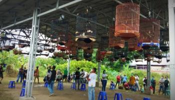 BANGKA TERKINI - PANGKALPINANG --- Kali pertama digelar, Fatama Bird,